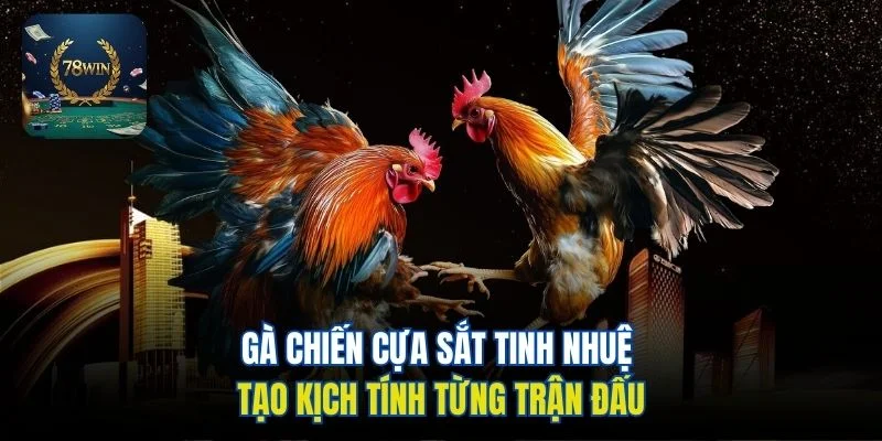 Gà chiến cựa sắt tinh nhuệ tạo kịch tính từng trận đấu
